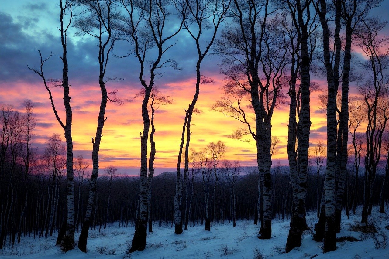 winter, snow, birch trees-8529421.jpg